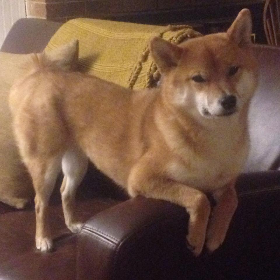 LeyuSports-慢节奏下的低位单打是否更易创造犯规机会，低位单打技巧