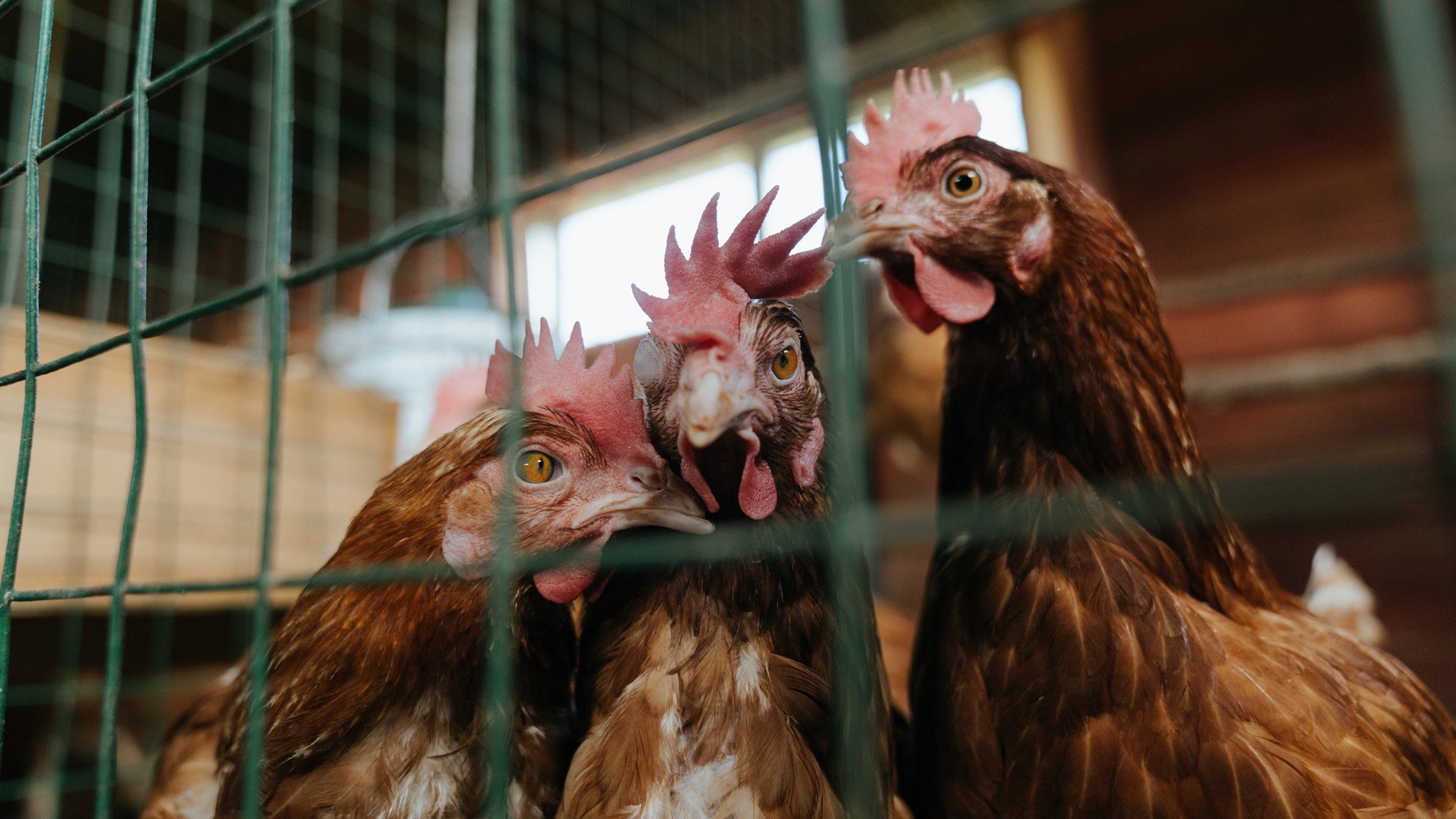 APP下载 LY Sports-数据看趋势:2025年蛙泳节奏更快,2020蛙泳游泳比赛视频