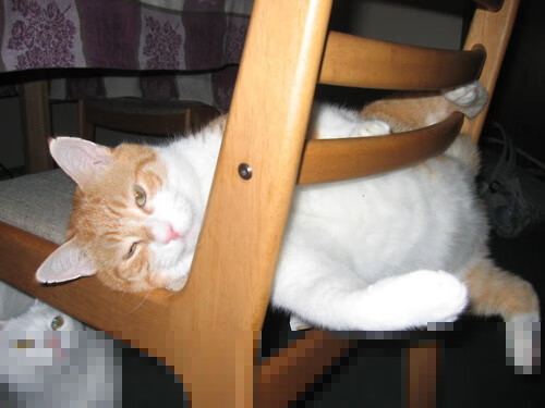 乐鱼官网-新月球迷呼吁赛程改革保障球员健康，月球新居