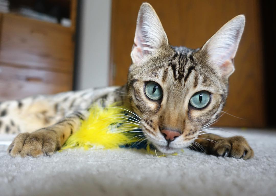 乐鱼官方登录入口-美国队如何在国际乒联混合团体世界杯中调整状态提升实力,美国乒乓球队百度百科