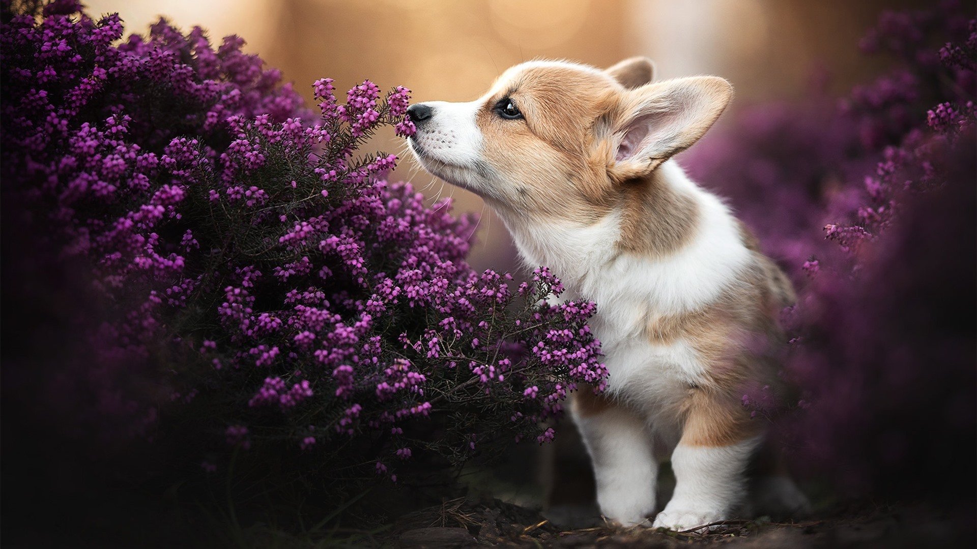 乐鱼vip-伊丽莎白·德克斯蝶泳技术引发媒体热议