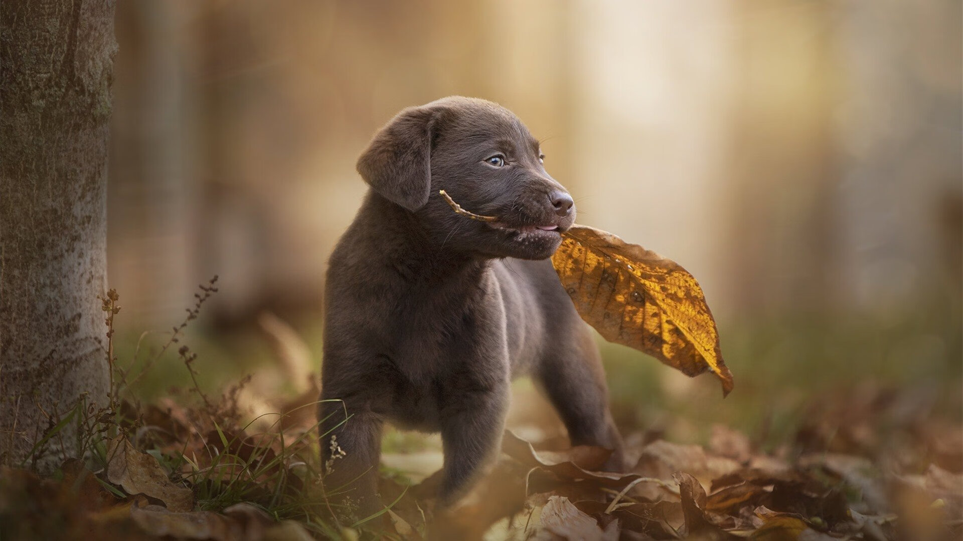 乐鱼电竞-恩多耶-布鲁阿尔赛后感谢团队支持，恩布里奥百度百科