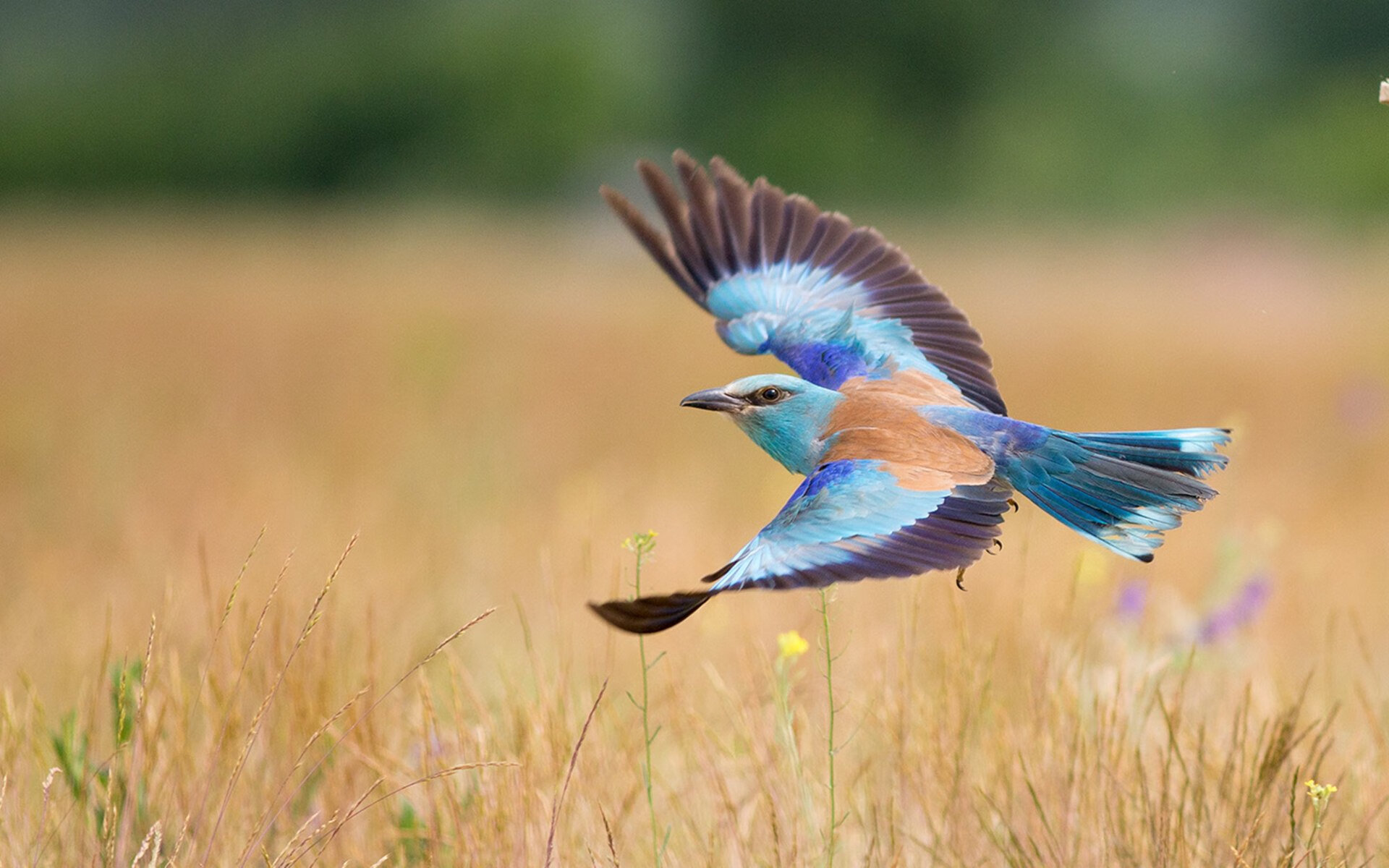 乐鱼(LEYU)体育-意甲超级对抗:技战术的巅峰展现,意甲超级杯决赛录像