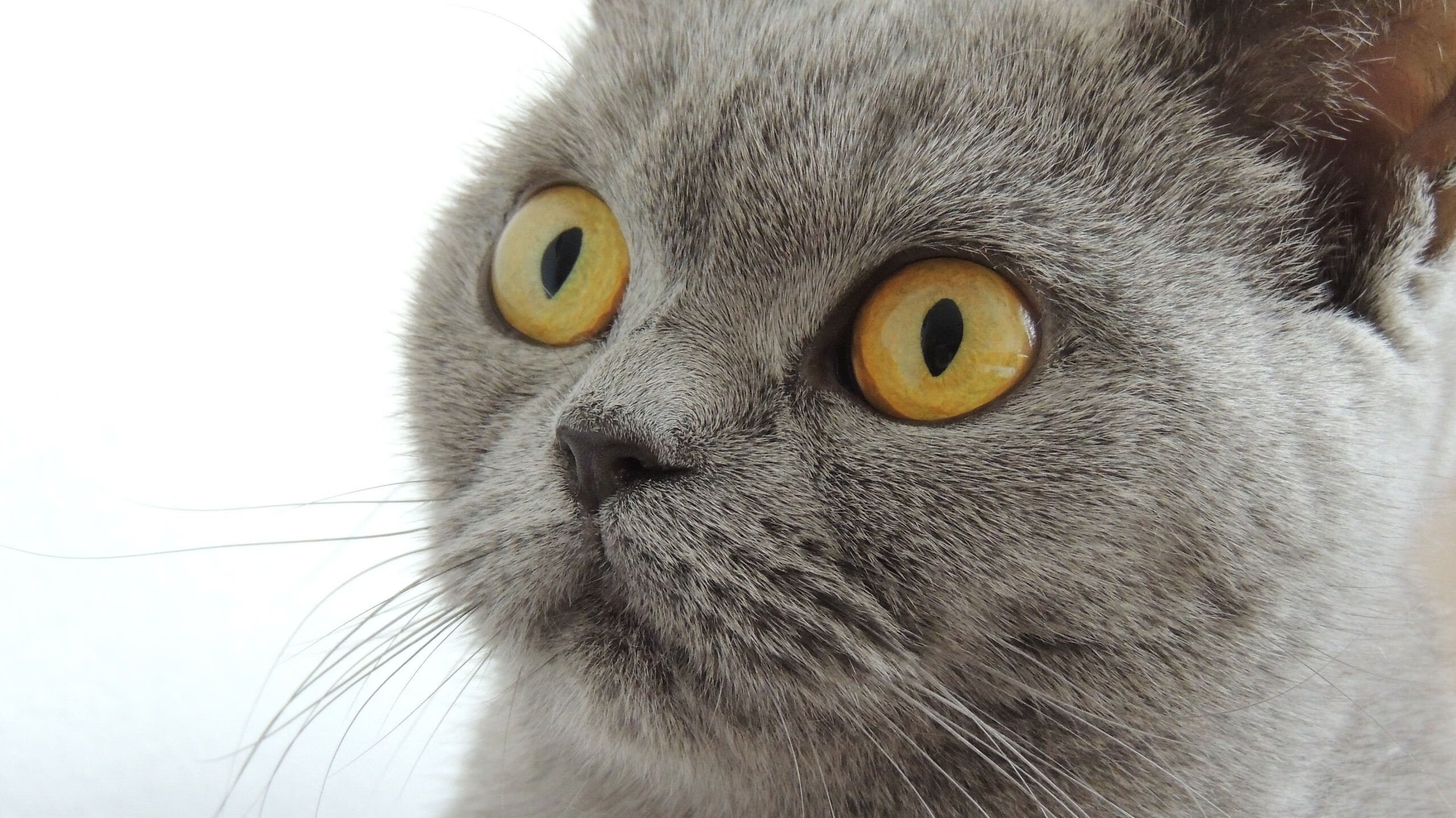 乐鱼体育(中国)官方网站-曹缘刷新个人跳水最佳成绩，曹缘跳水个人资料及简介