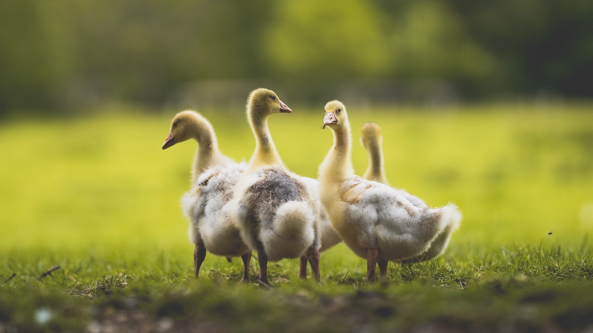 乐鱼vip-法甲新星崛起：展现未来领袖的风采！，法甲前瞻