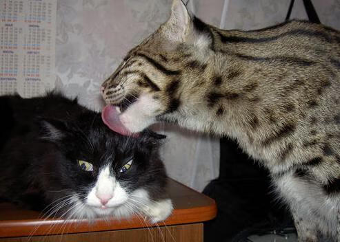 乐鱼官方登录入口-科里·简:全黑队的边锋快刀,突破进攻阵线直指敌阵,科里什么意思