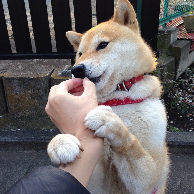 Leyu Sports (乐鱼体育)-跳水技术升级荷兰夺得关键积分，荷兰女子水球