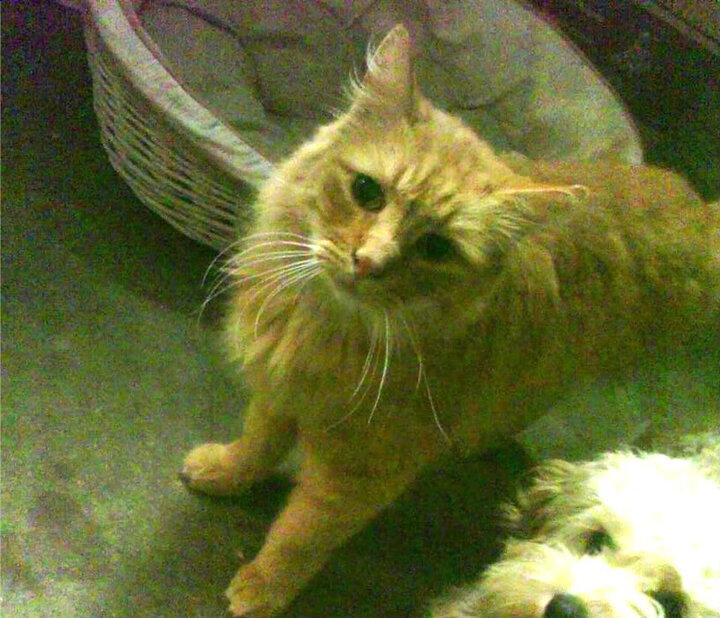 leyu乐鱼官网登录入口-陈佳跳水节奏掌控精准，陈佳雯跳高