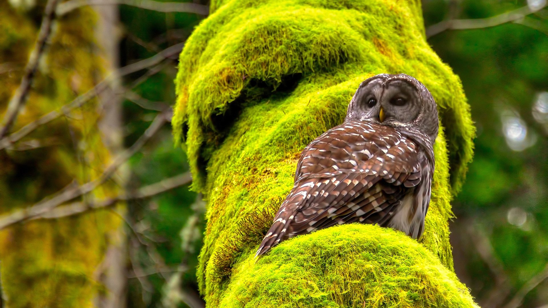 乐鱼(LEYU)体育-青少年足球竞赛平台完善有助于激发内部竞争,汇集青少年足球赛事的app