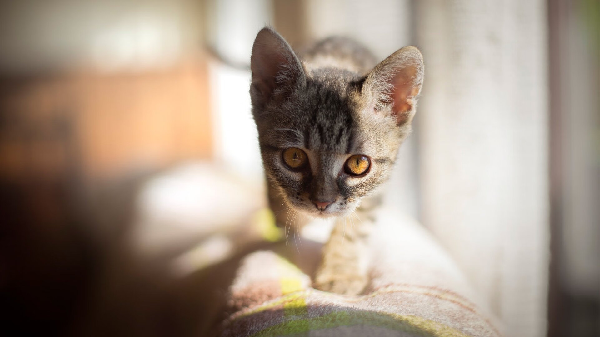 乐鱼官网-青训营注重技能细节打磨强化基本功训练,打磨技能培训