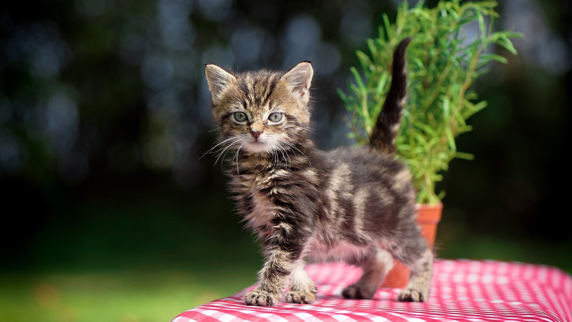 乐鱼电竞-中国足球球员家庭支持系统与成长环境关联研究,足球运动员家庭条件